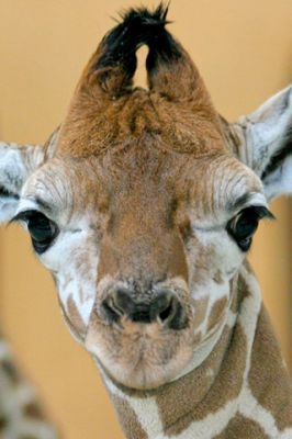 Giraffe Acercamiento