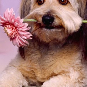 Perro Bonito con Flor