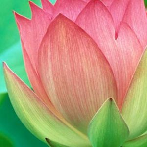 Hermosa flor de loto rosa