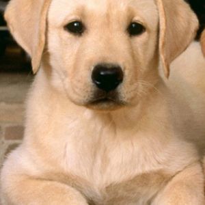 Adorable Cachorro de Labrador