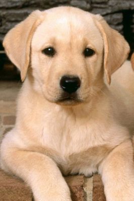 Adorable Cachorro de Labrador