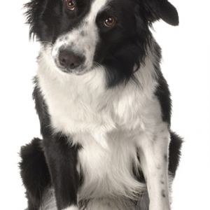 Perro Border Collie Adorable