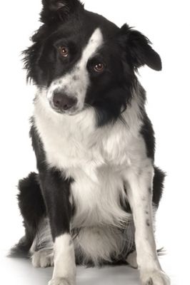 Perro Border Collie Adorable