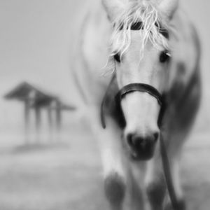Majestuoso Caballo Blanco