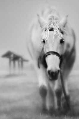 Majestuoso Caballo Blanco