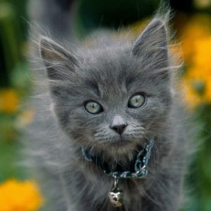 Gatito Gris Adorable
