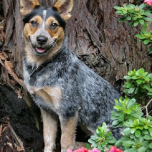 Perro Feliz Entre Flores