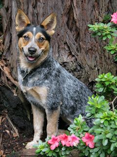 Perro Feliz Entre Flores
