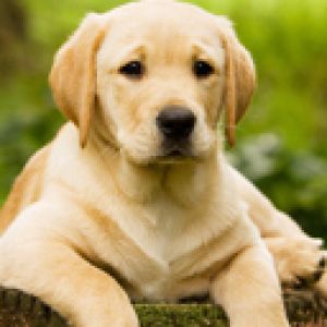 Cachorro de Labrador Adorable