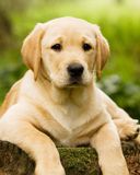Cachorro de Labrador Adorable