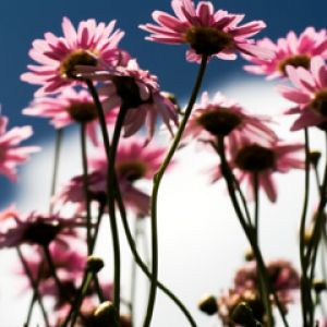 Hermosas Flores Rosadas