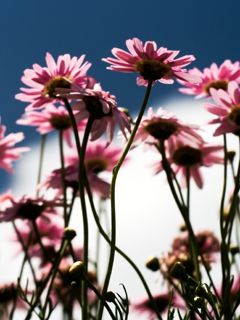 Hermosas Flores Rosadas