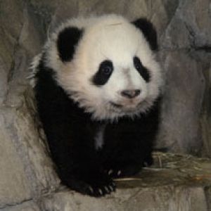 Bebé Panda Adorable