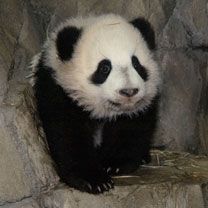 Bebé Panda Adorable
