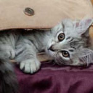 Gatito Juguetón en una Bolsa