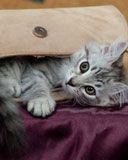 Gatito Juguetón en una Bolsa
