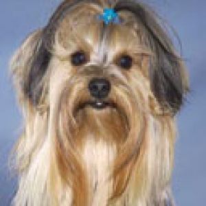 Lindo Yorkshire Terrier