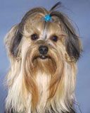 Lindo Yorkshire Terrier
