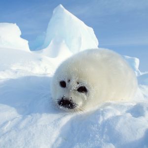 Foca Bebé Linda en el Hielo