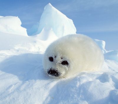 Foca Bebé Linda en el Hielo
