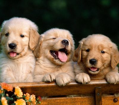 Cachorros de Golden Retriever