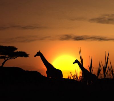 Silhouette de Jirafas al Atardecer