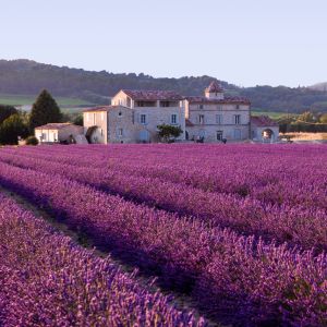 Campos de Lavanda en Provenza
