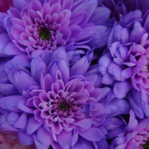 Flores de crisantemo moradas