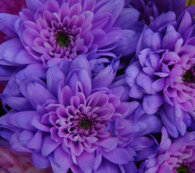 Flores de crisantemo moradas