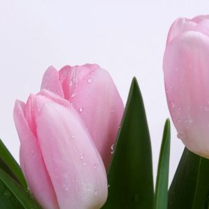 Tulipanes Rosas con Gotas de Rocío