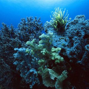 Arrecife de coral vibrante bajo el agua
