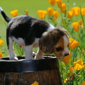 Cachorro Beagle entre Flores