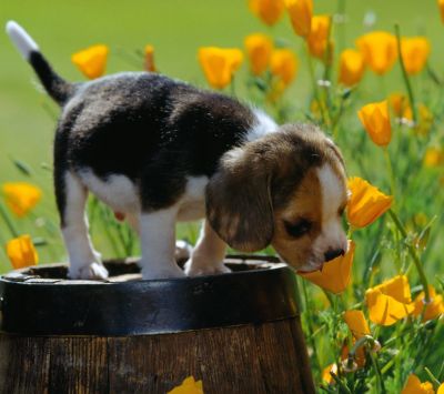 Cachorro Beagle entre Flores