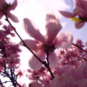 Hermosas Flores de Magnolia Rosa