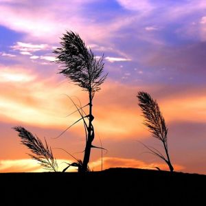 Silhouette de hierba al atardecer