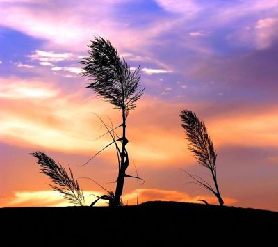 Silhouette de hierba al atardecer