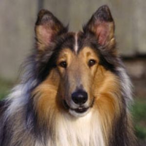 Hermoso Perro Collie