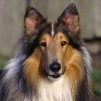 Hermoso Perro Collie