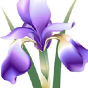 Hermosa Flor de Iris Púrpura