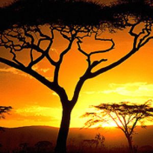 Impresionante Atardecer sobre Acacias