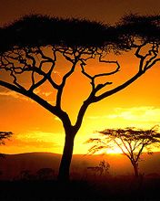 Impresionante Atardecer sobre Acacias