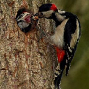 Pájaro carpintero alimentando a su cría
