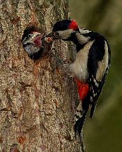 Pájaro carpintero alimentando a su cría