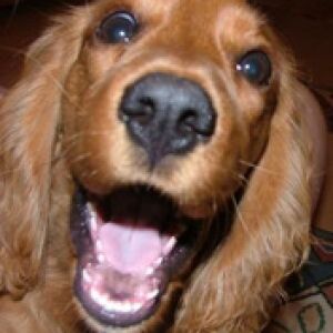 Cocker Spaniel Dorado Feliz