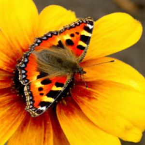 Mariposa Colorida en Flor