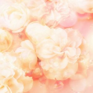 Fondo Floral Rosa Suave