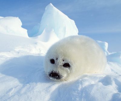 Foca Bebé Linda en el Hielo
