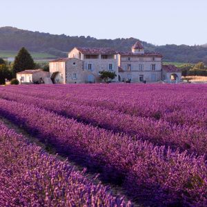 Campos de Lavanda en Provenza