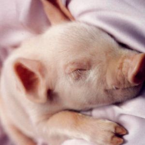 Adorable Lechón Durmiendo