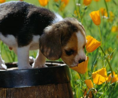Cachorro Beagle en Flores